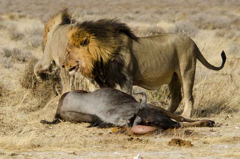 18 - Namibia - leones comiendo - parque nacional de Etosha